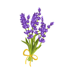 Bouquet of lavender with a yellow ribbon. Vector illustration on a white background.