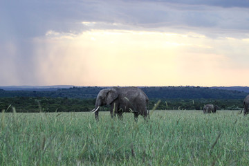 Fototapeta premium Elephant sunset