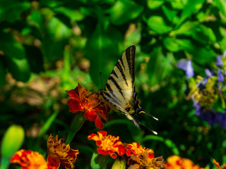 Butterfly in the Nature Close Up