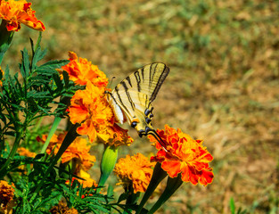 Butterfly in the Nature Close Up