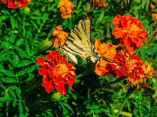 Butterfly in the Nature Close Up