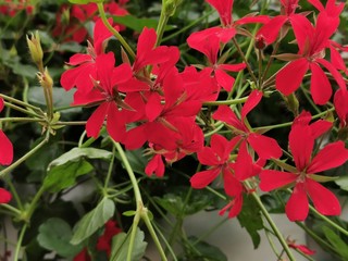 Floral background with small flowers of geranium pink and red. Close-up photo