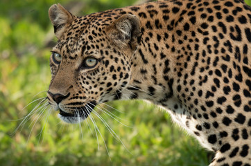 Fototapeta na wymiar Leopard head closeup