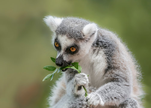 ring tailed lemur (Lemur catta) eating leaves. Apenheul at Apeldoorn in the Netherlands.