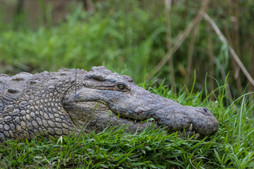 Crocodile (Crocodylidae), Kwazulu natal, south africa.