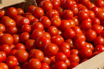 selling tomatoes at a farmer's fair	
