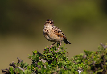 Small african bird