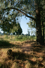 Forrest vegetation textures