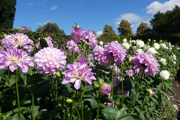 Obraz premium Dahlia