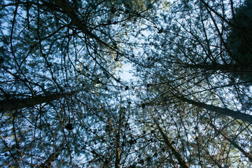 Forrest vegetation textures