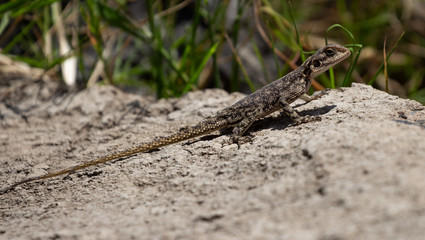 Lizard