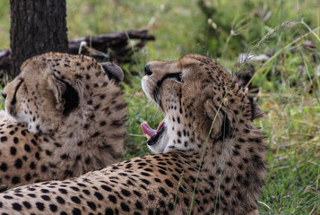 Naklejka na ściany i meble Cheetah Yawning