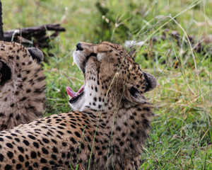 Cheetah Yawning
