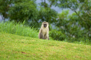 Vervet monkey-Singe vervet (Chlorocebus), Kwazulu natal, south africa.