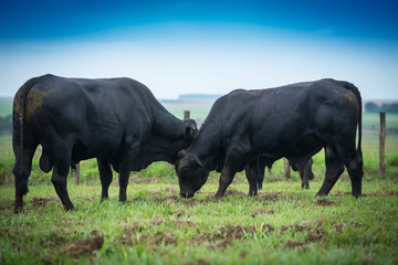 Angus bulls and cows, grazing on pasture, in Brazil