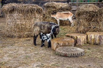 Koza z małym koziołkiem © Anna Granat
