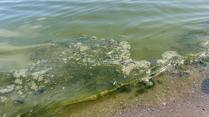 Dead jellyfish were thrown ashore after the storm, on the shores of the Azov Sea.