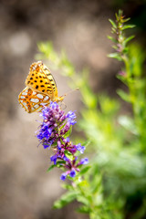 Piękny motyl na kwiatku na łące 