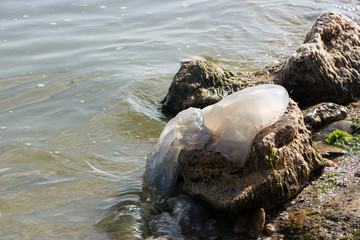Dead jellyfish were thrown ashore after the storm, on the shores of the Azov Sea.