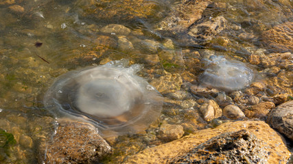 Dead jellyfish were thrown ashore after the storm, on the shores of the Azov Sea.
