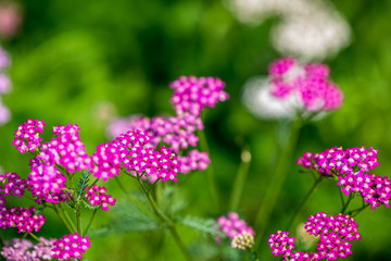 Polne kwiaty na łące © Anna Granat