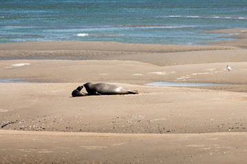 seal and calf bay of the somme
