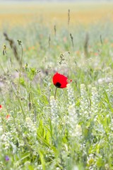 red poppy in field