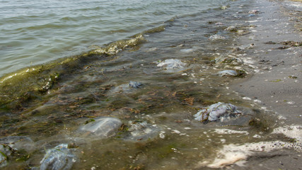 Dead jellyfish were thrown ashore after the storm, on the shores of the Azov Sea.