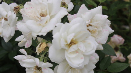 white roses in the garden