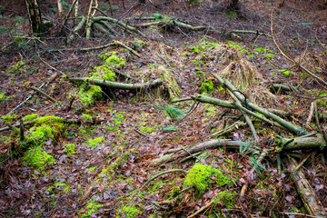 Autumn forest with fallen old trees and branches on the ground covered with moss and fallen leaves