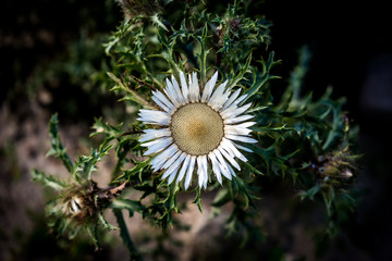 Polne kwiaty na łące © Anna Granat