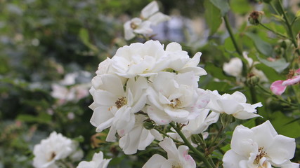white roses in the garden