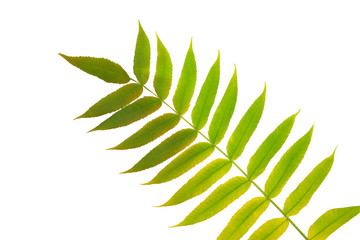 Green leaf of Sumac tree isolated on white background