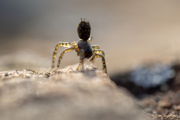 Spinne im Gegenlicht