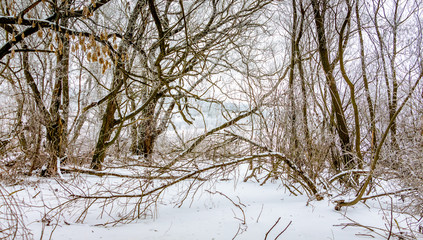 Fototapeta na wymiar Winter forest with broken trees after snowfall_