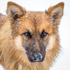 Red-haired shaggy dog in the snow on a white background_