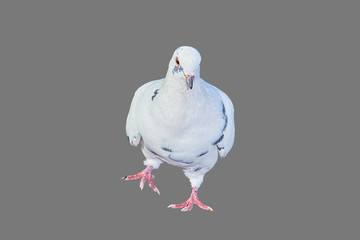 Pigeon close-up on an isolated background