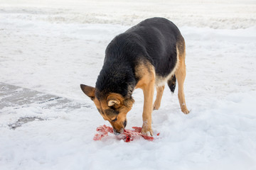 The dog eats meat in the winter in the snow_