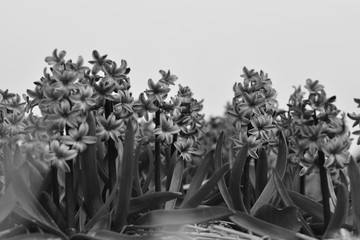 hyacinth black and white with sky 