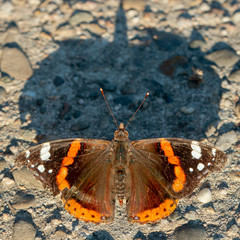 Fototapeta na wymiar butterfly on pavement