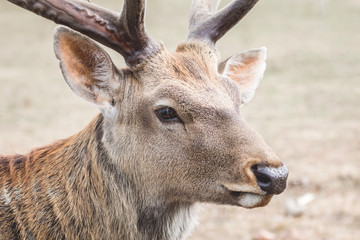 Closeup portrait of young deer with antlers_