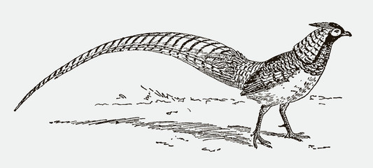 Lady Amherst's pheasant, chrysolophus amherstiae with long tail feathers, after engraving from 19th century