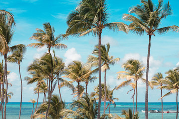 Obraz premium palm trees on the beach
