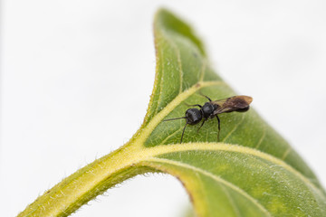 Flugameise makro auf Blatt
