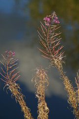 Chamaenerion angustifolium