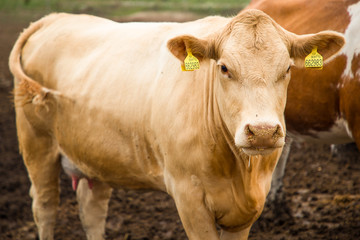 Cows on farm in Czech Republic