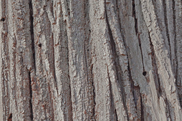 Gray bark of an old tree texture / background