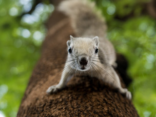 Squirrel clinging to a tree looking closely