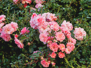 Natural summer background with pink roses. Beautiful blooming flower on green leaves background.