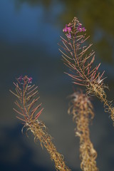 Chamaenerion angustifolium